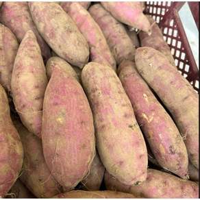 [26년 첫수확] 해남 고당도 황토 꿀고구마 (3kg 5kg 10kg)