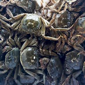 지에스푸드 살아있는 상태로 배송! 참게1kg (10~15마리)임진강참게 암수랜덤