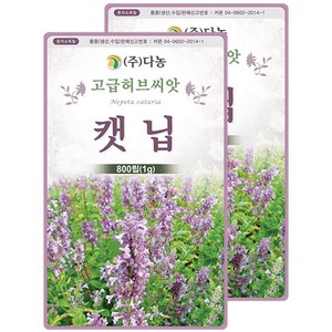 다농 캣닙 씨앗 1g