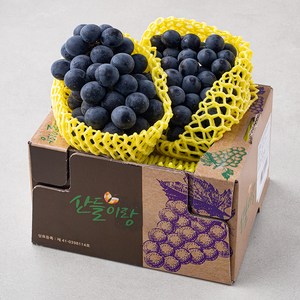 산들이랑 비파괴당도선별 거봉, 1kg, 1개 골드박스 특가