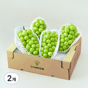 모아바이오팜 당도선별 샤인머스캣, 2개, 4kg