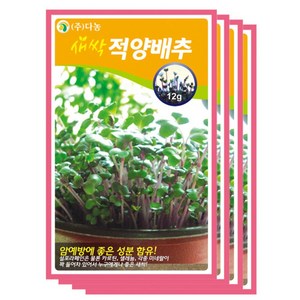 다농 새싹적양배추씨앗, 1개