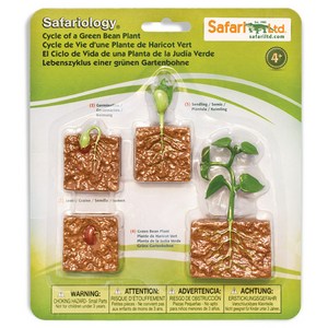 사파리엘티디 피규어 662416 콩의생장과정 Life Cycle of a Green Bean Plant, 1개