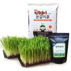 세경팜 키우기 세트, 새싹보리
