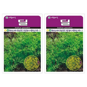 아람종묘 허브 딜 씨앗, 2개