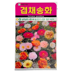 아람씨앗 겹채송화 씨앗, 2개