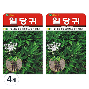 아람씨앗 일당귀 왜당귀 씨앗, 4개