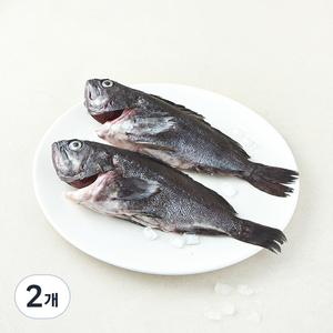 노량진 중도매인 90번 통 우럭 2미 매운탕용 (냉장), 2개, 400g