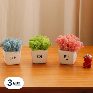 아스파시아 레이시르 응원 모스 미니화분 3p 파이팅, 3세트