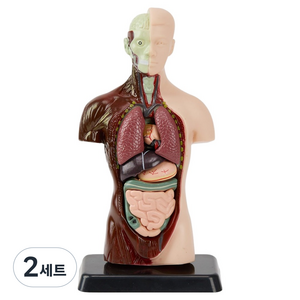 캐스비 네이처 인체해부모형 세트, 2세트