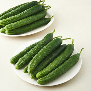 취청오이 5kg(20~28입), 5kg, 1박스, 20~28입