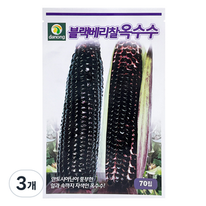 다농 블랙베리 찰옥수수 씨앗 70립, 3개