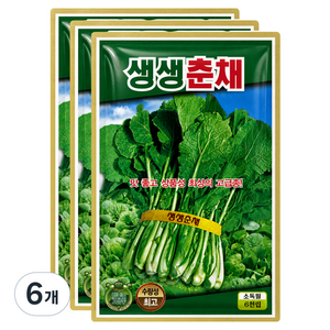 씨앗팜 월동 춘채씨앗 6000p, 6개