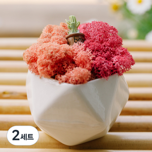 리빙앤유 숲 바다 산호 투톤 스칸디아모스 화분 핑크 + 시클라, 2세트