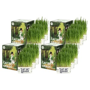 펫팀 고양이 캣그라스 간식, 혼합맛(새싹보리/새싹귀리/새싹밀), 35g, 12개