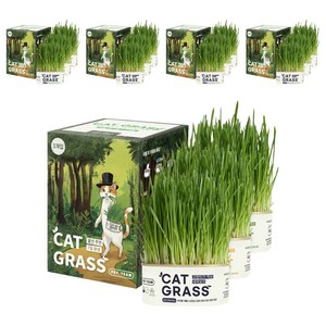 펫팀 고양이 캣그라스 간식, 혼합맛(새싹보리/새싹귀리/새싹밀), 35g, 15개