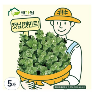 채가원 허브 캣닢 캣민트 씨앗 200립, 5개