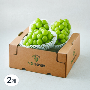 모아바이오팜 당도선별 샤인머스캣 2~4송이, 2개, 2kg
