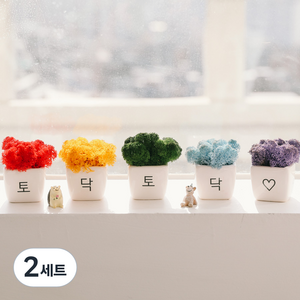 아스파시아 무지개 응원 모스 미니화분 5p 토닥토닥, 2세트