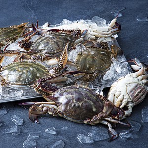친절한어부씨 피시원 신진도 산지직송 가을 햇꽃게, 2kg(6~10미), 1개 골드박스 특가