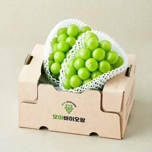 모아바이오팜 당도선별 샤인머스캣, 1개, 1kg