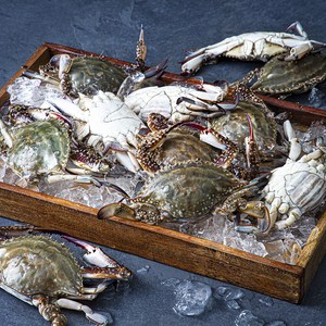 친절한어부씨 피시원 신진도 산지직송 가을 햇꽃게, 3kg(9~15미), 1개 골드박스 특가