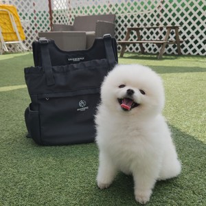 스와니펫 반려동물 라임 프론트백, 블랙, 1개