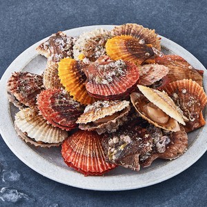 어부심 국내산 제철 비단 가리비 (냉장), 1kg, 1개 골드박스 특가