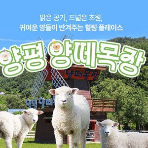 [경기] 양평 양떼목장 ★특가★ 골드박스 특가