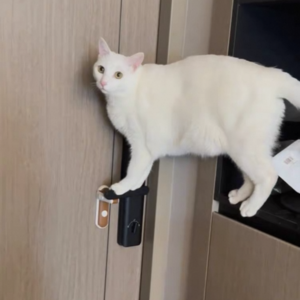 만다린망고 고양이 현관문안전고리 도어락 이중잠금 문 방문잠금장치 창문 무타공 문걸쇠, 1개, 모카 브라운