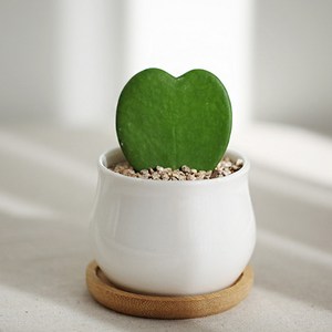하트호야 미니우드화분 세트 미니선인장 풍수 화분 선물, 하트호야+미니화분+받침대+세척마사토, 1개