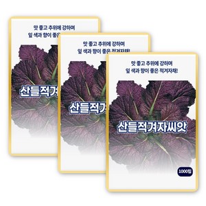 산들 적겨자 씨앗 1000립 추위에 강한 향이 좋은 적겨자씨 종자, 3개