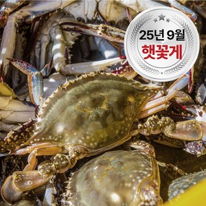플라이팜 당일조업 당일선별 싱싱한 서해안 활꽃게, 1개, 5kg