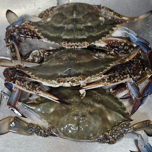 정량정품 당일조업 산지직송 속이 꽉 찬 제철 서해안 햇 꽃게 암수혼합, 1개, 3kg /9~15마리 내외