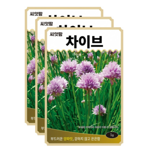 차이브 씨앗 (1gx3) 허브씨앗 챠이브 Chives allium, 3개