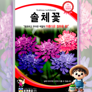 남흥원예사 솔체꽃 20립 원예 관상 조경 화단 용 꽃씨 씨앗 종자 세계종묘, 1개