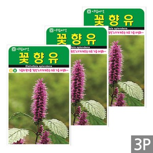 세인화분 꽃향유 3000립 - 향유 야생화 꽃 씨 씨앗, 3개