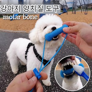 강아지 치실장난감 치아관리 이갈이 장난감 뼈다귀장난감-양치 보조 기구 칫솔 보조 장난감(구강 청결 습관 형성에 유리), 1개, 파란색