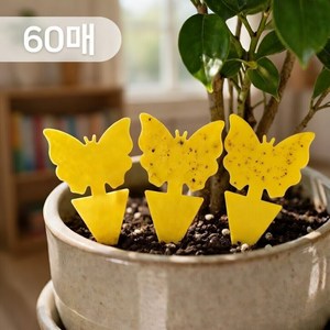 올릭 초파리 트랩 날파리 파리 끈끈이, 60개, 3g