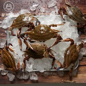 [당일조업]태안 신진도 가을 제철 활 숫꽃게 빙장 생물꽃게 (국내산 산지직송), 1개, 5kg (15~24미) x 1개