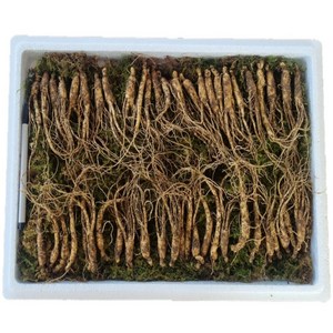 먹산삼 강원도 파지삼 4~5년근 산삼 산양삼 산양산삼 장뇌삼, 2. 50뿌리, 1세트, 100g
