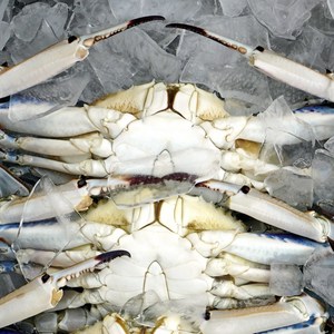 서해안 당일조업 가을 생물꽃게 2kg, 4kg, 1박스