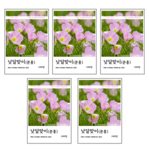 낮달맞이(분홍) 씨앗 1000립, 5개