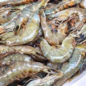 수산잇츠 냉동 흰다리새우, 1개, 2kg
