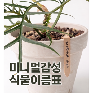 새벽상점 플랜택 자체제작 식물이름표 화분픽 플라스틱 5.5cm 원예용, 화이트 50p