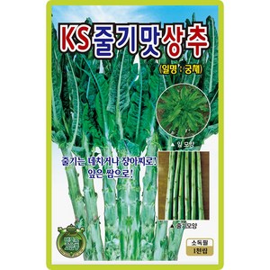 줄기 맛상추 씨앗 (1000립) 궁채 특수야채 종묘 종자 씨 영웅 KS, 1개