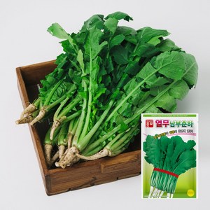 아시아종묘 남부춘하 열무 씨앗 500g, 1개