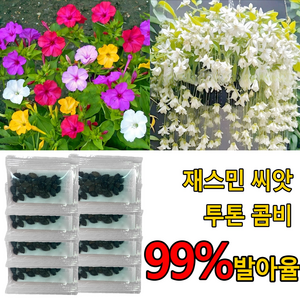 향기좋은 자스민 나무 쟈스민 꽃나무 씨앗 원예/가드닝, 300개