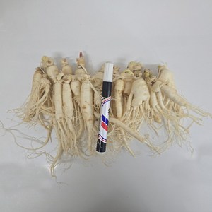 금산인삼 수삼 파삼 무료세척 오쿠용1회 250g, 1개