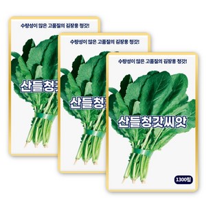 산들 청갓씨앗 1300립 수량성 많고 김장용 소량 청갓씨 종자, 3개